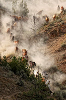 "Dusty Trail"  ©JodieBaxendale