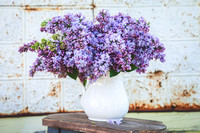Lilacs 25